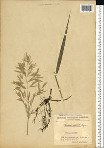 Bromus inermis Leyss., Eastern Europe, Moldova (E13a) (Moldova)