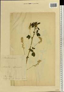 Melilotus officinalis (L.) Lam., Eastern Europe, Estonia (E2c) (Estonia)