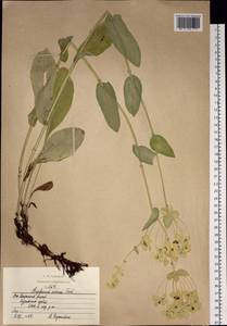 Bupleurum aureum Fisch., Siberia, Altai & Sayany Mountains (S2) (Russia)