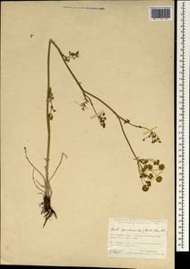 Gasparinia peucedanoides (M. Bieb.) Thell., South Asia, South Asia (Asia outside ex-Soviet states and Mongolia) (ASIA) (Turkey)