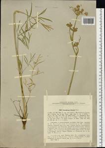 Haloselinum falcaria (Turcz.) Pimenov, Siberia, Altai & Sayany Mountains (S2) (Russia)