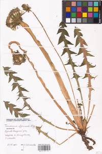 Taraxacum officinale Weber ex Wiggins, Eastern Europe, Moscow region (E4a) (Russia)