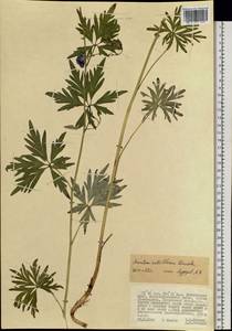 Aconitum villosum Rchb., Siberia, Russian Far East (S6) (Russia)