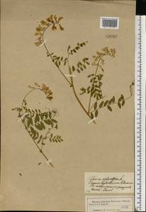 Vicia sylvatica L., Eastern Europe, Western region (E3) (Russia)