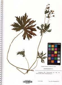 Geranium pratense L., Eastern Europe, Middle Volga region (E8) (Russia)