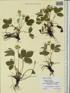 Fragaria viridis Duchesne, Eastern Europe, Western region (E3) (Russia)