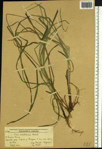 Carex mandshurica Meinsh., Siberia, Russian Far East (S6) (Russia)