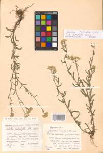 Achillea micrantha × leptophylla, Eastern Europe, North Ukrainian region (E11) (Ukraine)