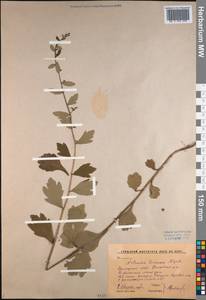 Artemisia keiskeana Miq., Siberia, Russian Far East (S6) (Russia)