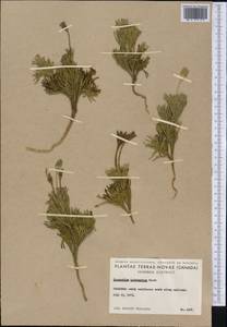 Diphasiastrum tristachyum (Pursh) Holub, America (AMER) (Canada)