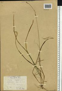Carex vaginata var. petersii (C.A.Mey. ex F.Schmidt) Akiyama, Siberia, Yakutia (S5) (Russia)