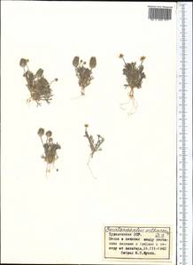 Ceratocephala orthoceras DC., Middle Asia, Karakum (M6) (Turkmenistan)