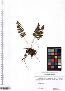 SMR001855, Polypodium vulgare L., Eastern Europe, Middle Volga region (E8) (Russia)