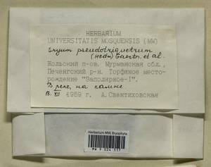 Ptychostomum pseudotriquetrum (Hedw.) J.R. Spence & H.P. Ramsay ex Holyoak & N. Pedersen, Bryophytes, Bryophytes - Karelia, Leningrad & Murmansk Oblasts (B4) (Russia)