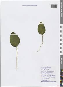Ophioglossum vulgatum L., Crimea (KRYM) (Russia)