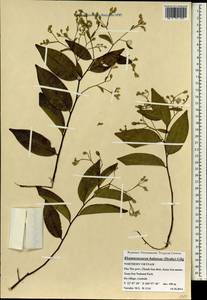 Rhamnoneuron balansae Gilg, South Asia, South Asia (Asia outside ex-Soviet states and Mongolia) (ASIA) (Vietnam)