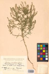 Lepidium densiflorum Schrad., Siberia, Russian Far East (S6) (Russia)