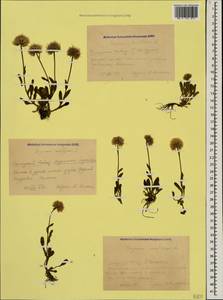 Erigeron uniflorus L., Caucasus, Krasnodar Krai & Adygea (K1a) (Russia)