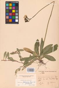 Pilosella floribunda (Wimm. & Grab.) Fr., Eastern Europe, North-Western region (E2) (Russia)