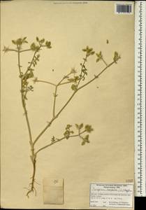 Turgenia latifolia (L.) Hoffm., South Asia, South Asia (Asia outside ex-Soviet states and Mongolia) (ASIA) (Iran)