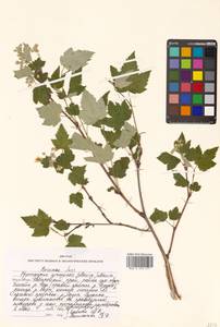 Physocarpus amurensis (Maxim.) Maxim., Siberia, Russian Far East (S6) (Russia)