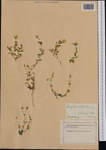 Cerastium latifolium L., Western Europe (EUR) (Italy)