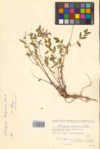 Astragalus tugarinovii Basil., Siberia, Chukotka & Kamchatka (S7) (Russia)