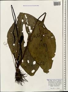 Plantago cornuti Gouan, Caucasus, Krasnodar Krai & Adygea (K1a) (Russia)