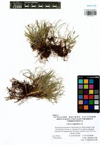 Carex rupestris All., Siberia, Baikal & Transbaikal region (S4) (Russia)