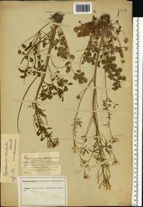 Cardamine dentata Schult., Eastern Europe, Central forest-and-steppe region (E6) (Russia)
