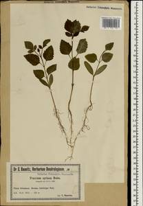Fraxinus angustifolia subsp. syriaca (Boiss.) Yalt., South Asia, South Asia (Asia outside ex-Soviet states and Mongolia) (ASIA) (Poland)