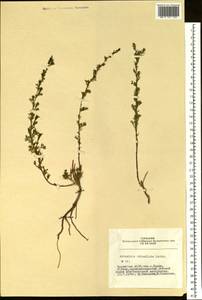Artemisia obtusiloba Ledeb., Siberia, Altai & Sayany Mountains (S2) (Russia)