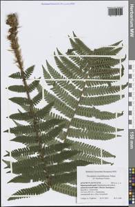 Dryopteris crassirhizoma Nakai, Siberia, Russian Far East (S6) (Russia)