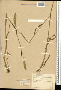 Phleum phleoides (L.) H.Karst., Caucasus, Krasnodar Krai & Adygea (K1a) (Russia)