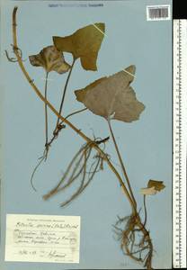 Petasites spurius (Retz.) Rchb., Eastern Europe, Volga-Kama region (E7) (Russia)