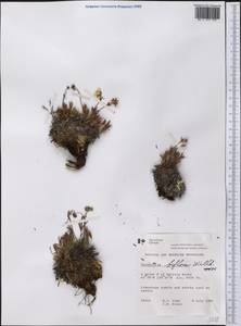 Potentilla biflora Willd. ex Schltdl., America (AMER) (Canada)