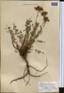 Hypericum scabrum L., Middle Asia, Western Tian Shan & Karatau (M3) (Uzbekistan)