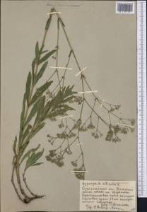 Gypsophila altissima L., Middle Asia, Northern & Central Kazakhstan (M10) (Kazakhstan)