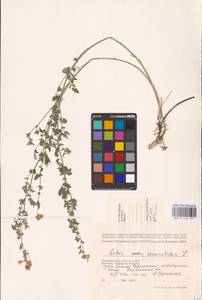 Lotus corniculatus L., Eastern Europe, Lower Volga region (E9) (Russia)