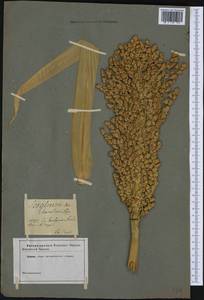 Sorghum bicolor (L.) Moench, Botanic gardens and arboreta (GARD) (Not classified)