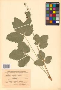 Fragaria moschata Duchesne, Eastern Europe, Central forest-and-steppe region (E6) (Russia)