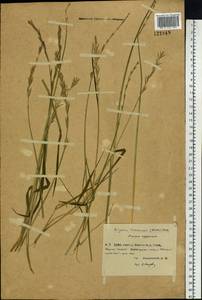 Elymus macrourus (Turcz.) Tzvelev, Siberia, Central Siberia (S3) (Russia)