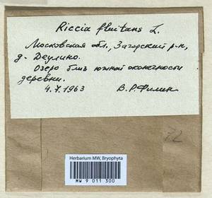 Riccia fluitans L., Bryophytes, Bryophytes - Moscow City & Moscow Oblast (B6a) (Russia)