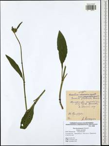 Succisa pratensis Moench, Eastern Europe, Central region (E4) (Russia)