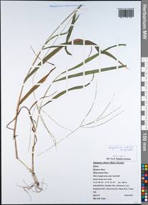 Digitaria ciliaris (Retz.) Koeler, South Asia, South Asia (Asia outside ex-Soviet states and Mongolia) (ASIA) (India)