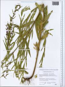 Lythrum intermedium Ledeb. ex Turcz., Eastern Europe, Central forest-and-steppe region (E6) (Russia)