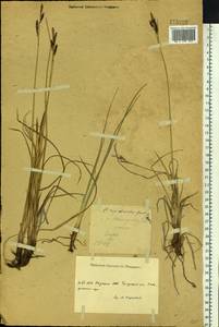 Carex rigidioides (Gorodkov) V.I.Krecz., Siberia, Yakutia (S5) (Russia)