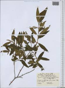 Olea europaea subsp. cuspidata (Wall. & G.Don) Cif., Africa (AFR) (Ethiopia)