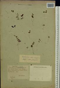 Asplenium ruta-muraria L., Eastern Europe, Eastern region (E10) (Russia)