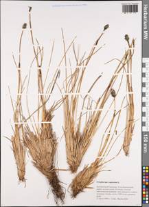 Eriophorum vaginatum L., Siberia, Chukotka & Kamchatka (S7) (Russia)